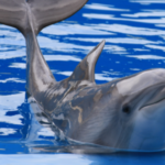 maafushi naufragio y esnórquel con tiburones nodriza con observación de delfines