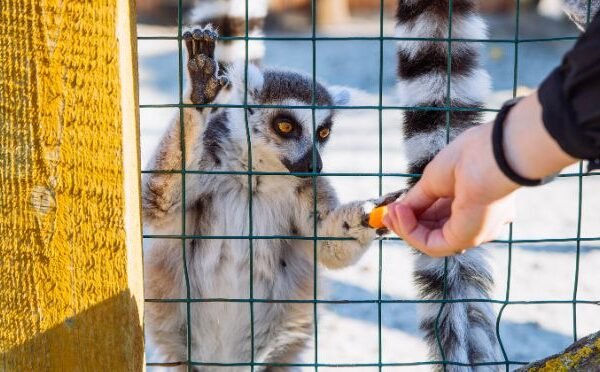 Boleto de experiencia detrás del escenario del zoológico de adelaida lemur feeding