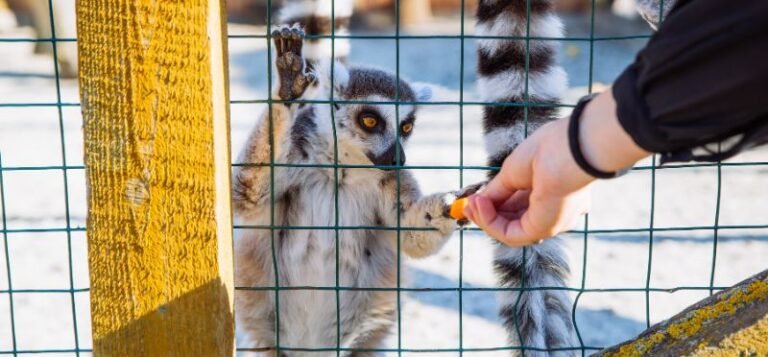 Boleto de experiencia detrás del escenario del zoológico de adelaida lemur feeding