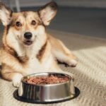 Dog Food Decoded: What's Really in Your Pet's Bowl?