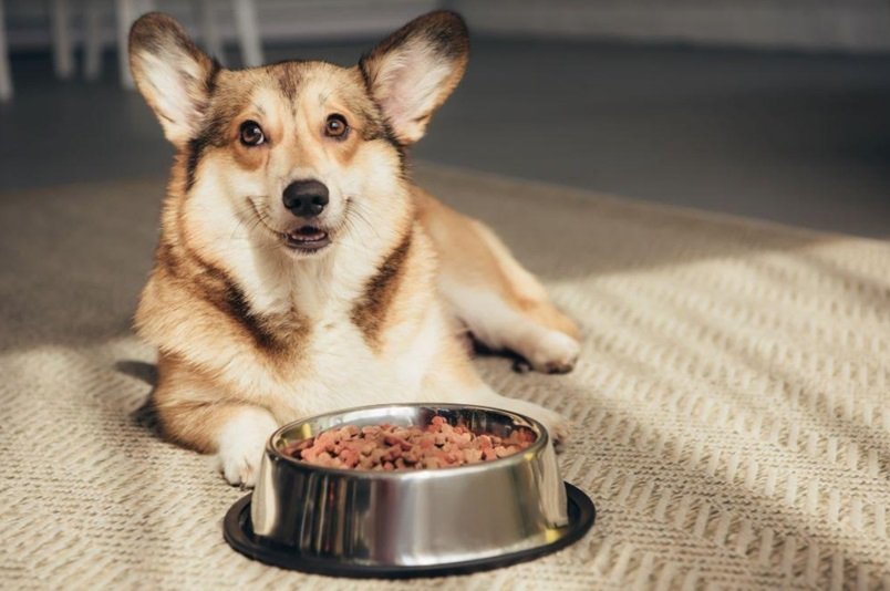 Dog Food Decoded: What's Really in Your Pet's Bowl?